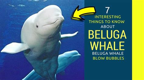 Beluga Whale Fun Facts Amazing Facts About Beluga Whale Youtube