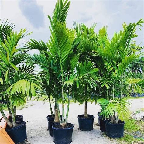 6 Alexander Palm Seedlings Bare Root Solitaire Palm Etsy