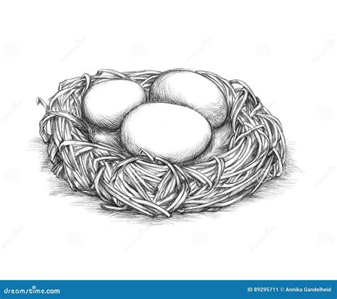 Simple Bird Nest With Eggs Stock Illustration Illustration Of Eggs