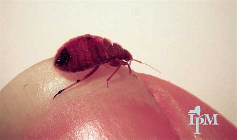Other Bugs Mistaken For Bed Bugs