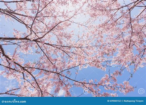 Cherry Blossoms Or Sakura With Blue Sky Stock Photo Image Of Petal