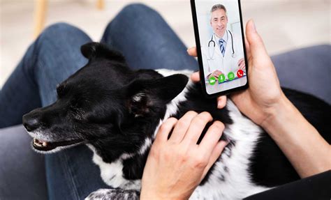 5 Ways to Win with Veterinary Telemedicine - Vet2Pet