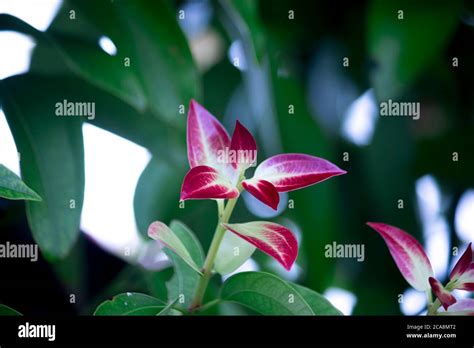 Ceylon Cinnamon Tree High Resolution Stock Photography And Images Alamy