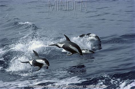 Hourglass Dolphin Stock Photo Minden Pictures