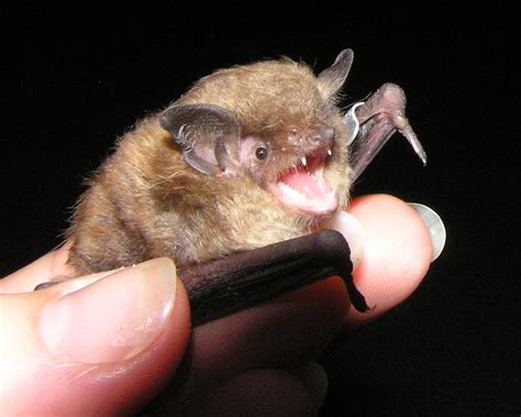 Indiana Bat Virginia Wildlife Removal