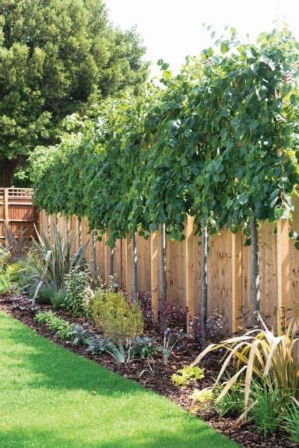 Lime Trees Tilia Perfect For Above Fence Screening Privacy