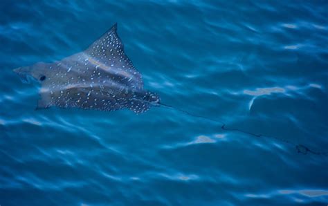 Red And The Peanut Spotted Eagle Ray Flies Through The