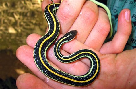 Garter Snake Description Habitat Image Diet And Interesting Facts