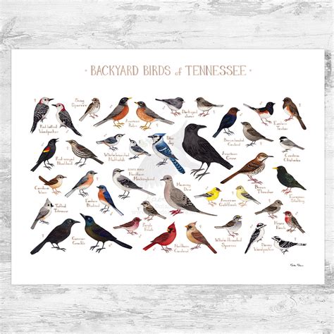 Tennessee Backyard Birds Field Guide Art Print Kate Dolamore Art