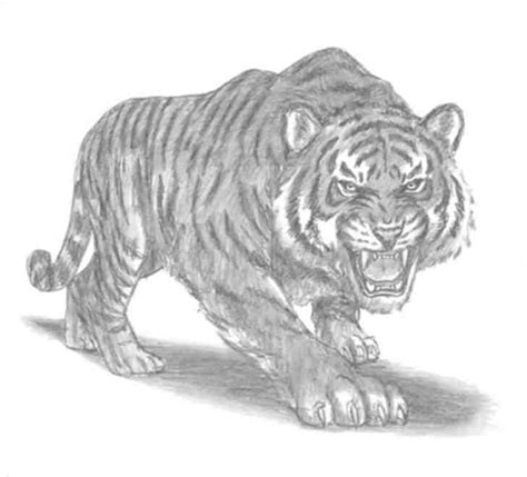 Comment Dessiner Un Tigre Touslesbonsplans