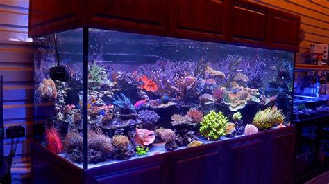 The 500 Gallon Reef Aquarium Of Cris Capp Aquaticart Inc Youtube
