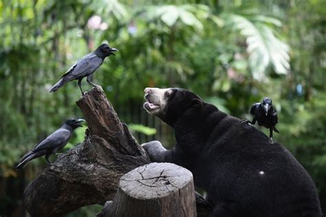 Sun Bears Mimic Each Others Faces Scientists Didnt Expect That