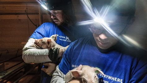 Dxe Animal Rights Activists Set For Utah Trial Over Pig Farm Rescue