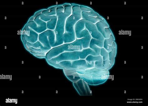 Anatomia Del Cervello Umano Immagini E Fotografie Stock Ad Alta