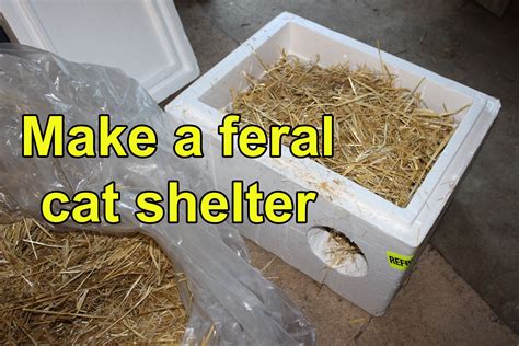 Make A Feral Cat Shelter From A Styrofoam Cooler Filled With Straw Tnr