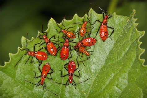 How To Deal With Leaf Footed Bugs In Your Garden Ames Farm Center