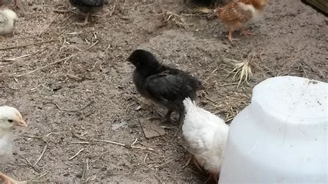 black sex link gender backyard chickens learn how to raise chickens