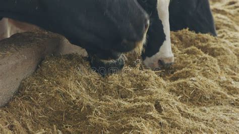 Cows Eating Silage In A Large Dairy Farm Milk Production Stock Footage