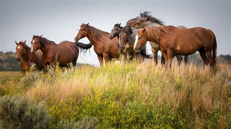 The Wild Horses Of Theodore Roosevelt National Park Flickr