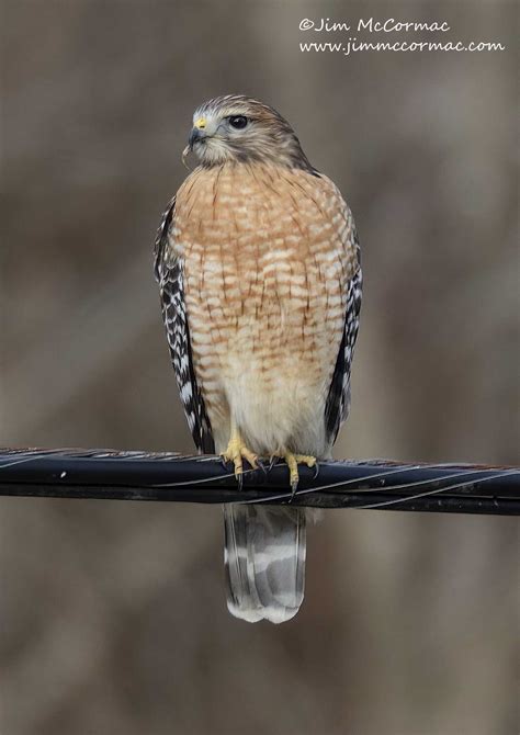 Ohio Birds And Biodiversity A Tale Of Two Hawks