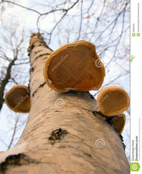 Birch Fungus From Below Stock Image Image Of Plant Edible 28984595