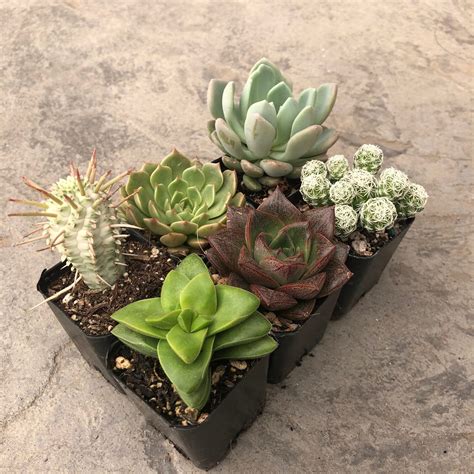 Tender Succulent And Cacti Collection 2 Pots Little Prince To Go