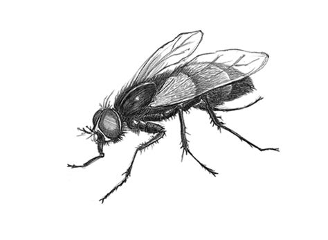 40 Drawing Of A Fly Images Shiyuyem
