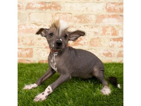Chinese Crested Dog Male Black 2746350 Petland Fairfield