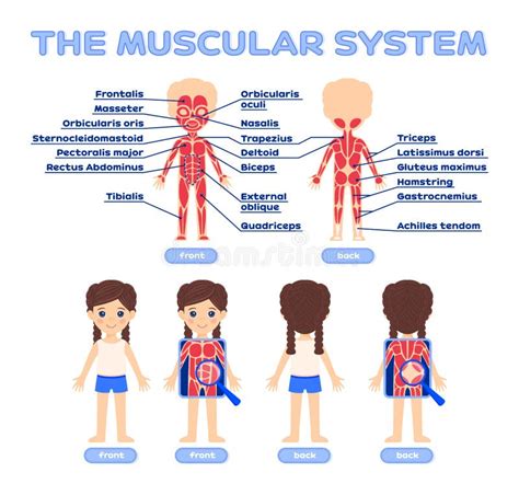 Muscle Anatomy For Kids