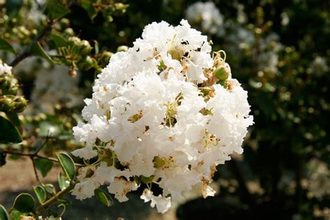 Early Bird White Crapemyrtle Southern Living Plants