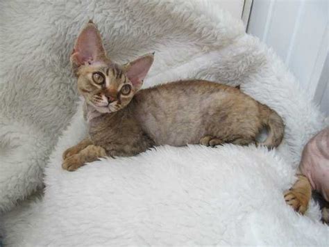 Beautiful Devon Rex Kittens For Sale Adoption From Kremenchuk Adpost