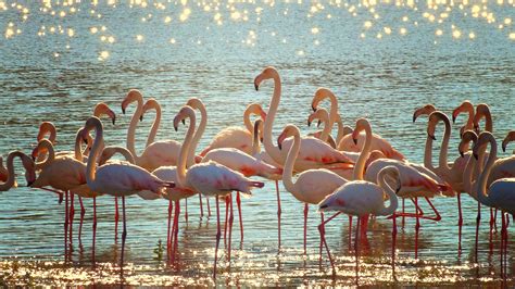Flock Of Pink Flamingos On Body Of Water At Daytime Hd Wallpaper