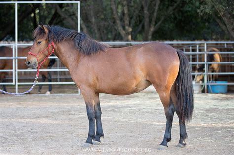 Trisha All About Equine Animal Rescue Inc