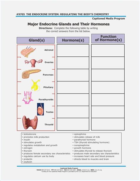 Endocrine System Worksheet