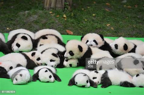 Giant Panda Cubs Make Debut In Chengdu Photos And Premium High Res Pictures Getty Images
