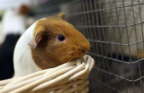 Introduction To Guinea Pig Species