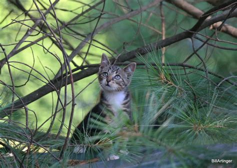 My Stray Kitten Pondering The Meaning Of Life Cute Overloaded