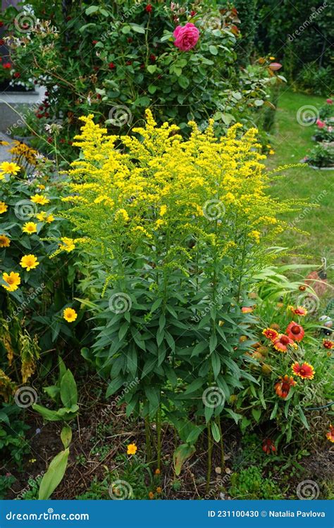 Yellow Panicles Of Solidago Flowers In August Solidago Canadensis Is