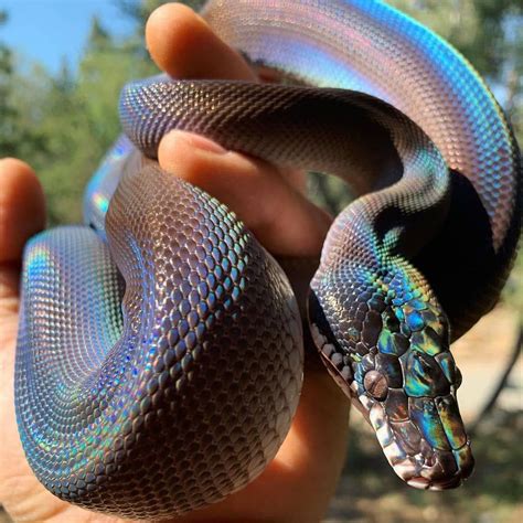 Tag Someone Who Would Love This 🔸🔹🔸🔹🔸🔹🔸 Southern White Lipped Python