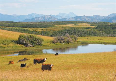 Cattle Success Begins With Pasture Health The Western Producer