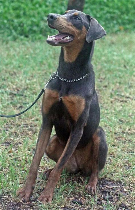 Blue Doberman Female Named Elsa And Up For Adoption Doberman Pinscher