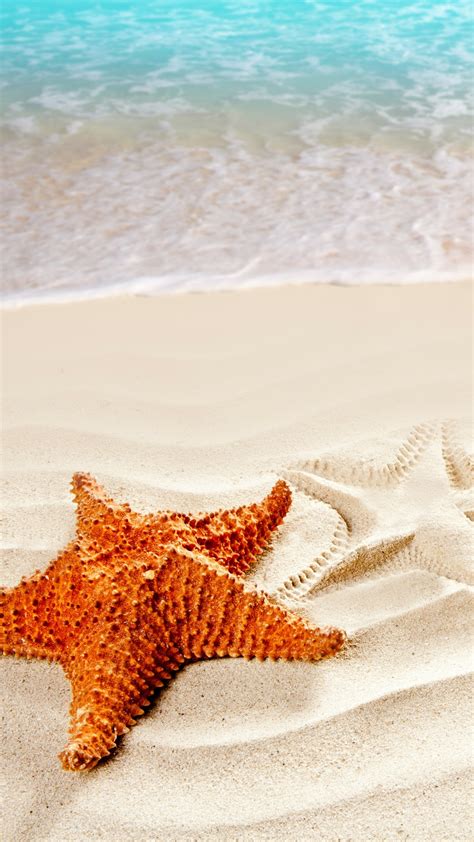 Starfish Wallpapers 62 Images Inside