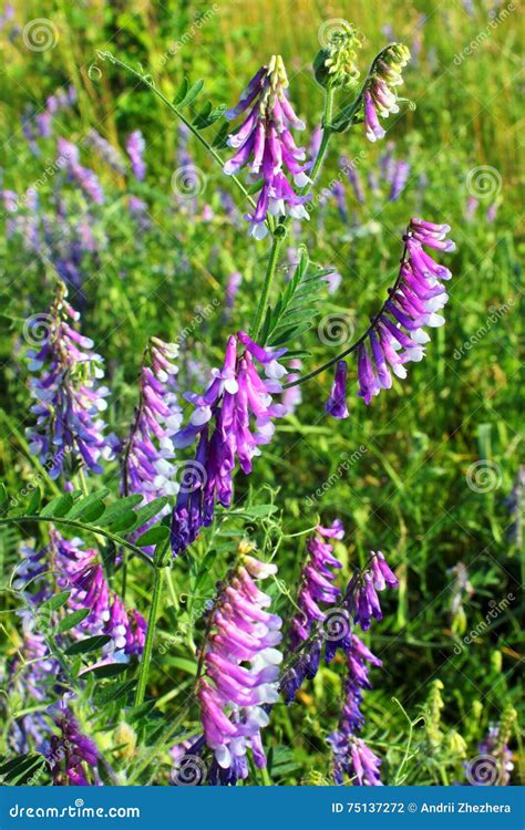Purple Flowers Of Common Vetch Vicia Cracca Stock Photo Image Of