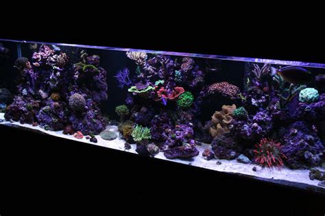 125 Gallons Reef Tank Mostly Live Coral And Fish 125g Mixed Reef