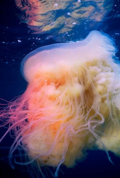The species is also one of the world's longest animals. Jellyfish — kidcyber