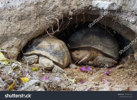 African Spurred Tortoise At Burrow Entrance Big Geochelone Sulcata In