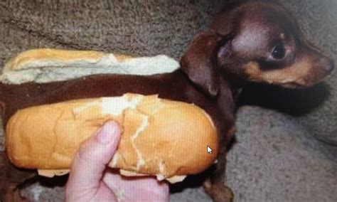 Ha Ha Poor Dog Hot Dog Buns Weenie Dogs Cute Animals