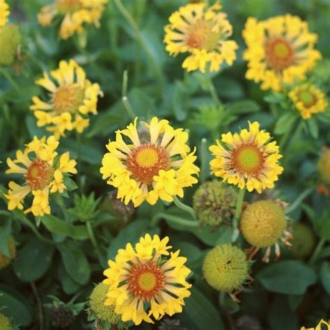 7 Perennial Flowers That Add Color To Your Summer Garden Martha