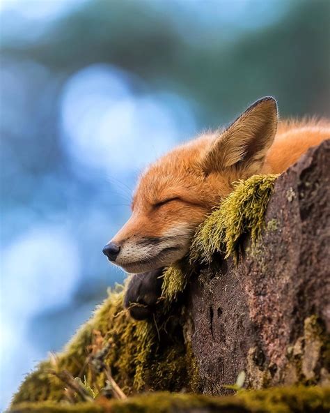 Its Enough Believe Me This Sleepy Fox Tumblr Pics