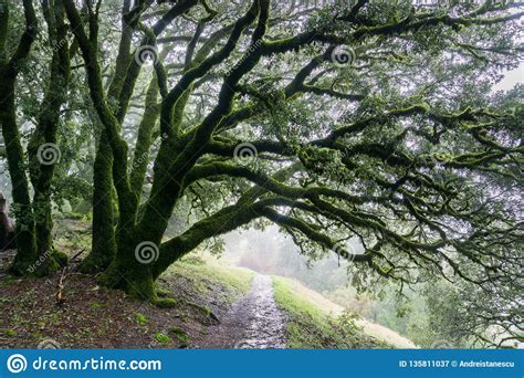 Moss Covered Live Oak Trees California Stock Image Image Of Dark